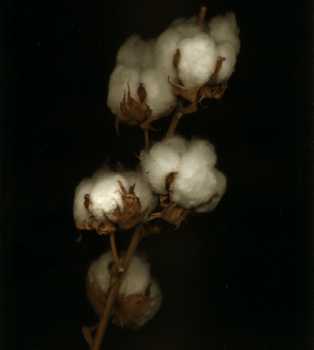 Fleurs de Coton